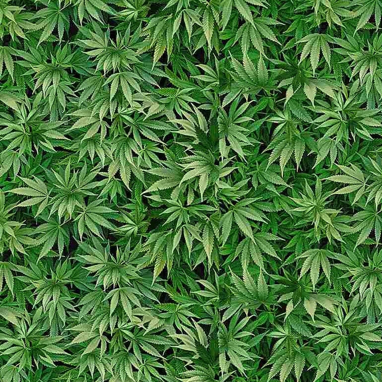 Small World - Mini Cannabis